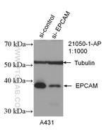 EPCAM Antibody in Western Blot (WB)