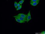 OXA1L Antibody in Immunocytochemistry (ICC/IF)