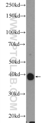 OXA1L Antibody in Western Blot (WB)