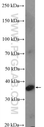 CD79B Antibody in Western Blot (WB)