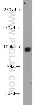 Synaptopodin Antibody in Western Blot (WB)