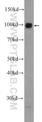 Synaptopodin Antibody in Western Blot (WB)