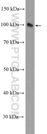 Synaptopodin Antibody in Western Blot (WB)