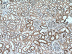 MLKL Antibody in Immunohistochemistry (Paraffin) (IHC (P))