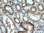 MLKL Antibody in Immunohistochemistry (Paraffin) (IHC (P))