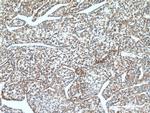 MLKL Antibody in Immunohistochemistry (Paraffin) (IHC (P))