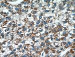 MLKL Antibody in Immunohistochemistry (Paraffin) (IHC (P))