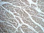 TRIM54 Antibody in Immunohistochemistry (Paraffin) (IHC (P))