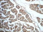 TRIM54 Antibody in Immunohistochemistry (Paraffin) (IHC (P))