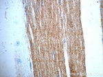 TRIM54 Antibody in Immunohistochemistry (Paraffin) (IHC (P))