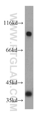 TRIM54 Antibody in Western Blot (WB)