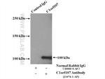 C1orf107 Antibody in Immunoprecipitation (IP)
