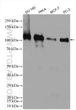 AFAP1 Antibody in Western Blot (WB)