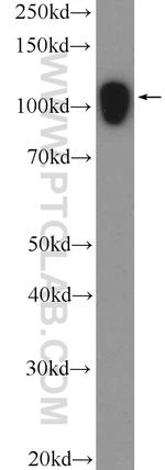 AFAP1 Antibody in Western Blot (WB)