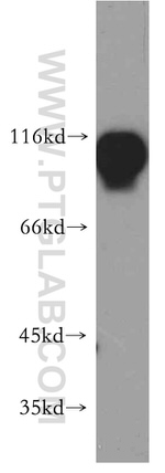 AFAP1 Antibody in Western Blot (WB)