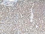 PRAS40 Antibody in Immunohistochemistry (Paraffin) (IHC (P))