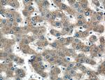 PRAS40 Antibody in Immunohistochemistry (Paraffin) (IHC (P))