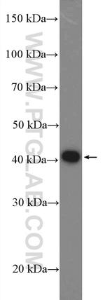 PRAS40 Antibody in Western Blot (WB)