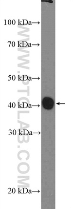 PRAS40 Antibody in Western Blot (WB)