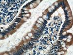 C1orf51 Antibody in Immunohistochemistry (Paraffin) (IHC (P))