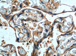 DKK1 Antibody in Immunohistochemistry (Paraffin) (IHC (P))