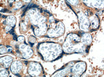 DKK1 Antibody in Immunohistochemistry (Paraffin) (IHC (P))