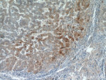 FAM101A Antibody in Immunohistochemistry (Paraffin) (IHC (P))