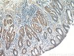 FAM101A Antibody in Immunohistochemistry (Paraffin) (IHC (P))