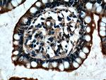 ACE2 Antibody in Immunohistochemistry (Paraffin) (IHC (P))