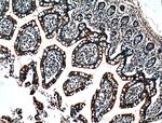 ACE2 Antibody in Immunohistochemistry (Paraffin) (IHC (P))