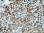 ACE2 Antibody in Immunohistochemistry (Paraffin) (IHC (P))