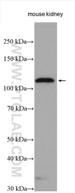 ACE2 Antibody in Western Blot (WB)