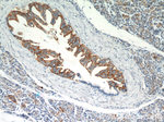 Claudin 18 Antibody in Immunohistochemistry (Paraffin) (IHC (P))