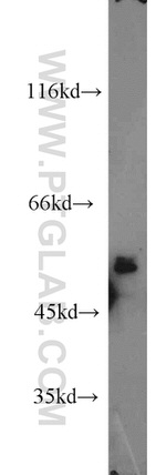 HPSE2 Antibody in Western Blot (WB)