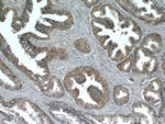 KIAA1199 Antibody in Immunohistochemistry (Paraffin) (IHC (P))