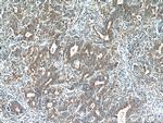 KIAA1199 Antibody in Immunohistochemistry (Paraffin) (IHC (P))