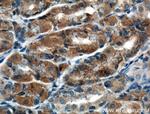 MAN2A1 Antibody in Immunohistochemistry (Paraffin) (IHC (P))