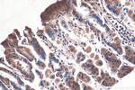 MAN2A1 Antibody in Immunohistochemistry (Paraffin) (IHC (P))