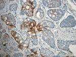 LIPC Antibody in Immunohistochemistry (Paraffin) (IHC (P))