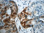 LIPC Antibody in Immunohistochemistry (Paraffin) (IHC (P))