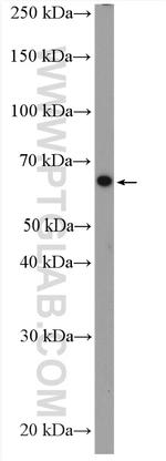 LIPC Antibody in Western Blot (WB)