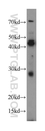 SPACA3 Antibody in Western Blot (WB)