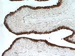 UPK2 Antibody in Immunohistochemistry (Paraffin) (IHC (P))