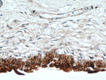 UPK2 Antibody in Immunohistochemistry (Paraffin) (IHC (P))