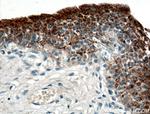 UPK2 Antibody in Immunohistochemistry (Paraffin) (IHC (P))