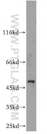 LILRA4 Antibody in Western Blot (WB)