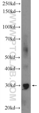 GIYD2 Antibody in Western Blot (WB)