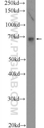 TEAD2 Antibody in Western Blot (WB)