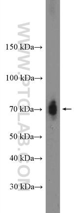 TEAD2 Antibody in Western Blot (WB)