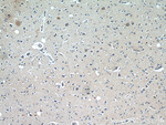 ELOVL6 Antibody in Immunohistochemistry (Paraffin) (IHC (P))